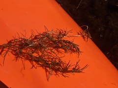Potamogeton foliosus