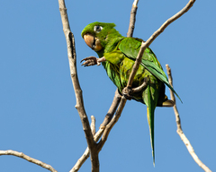 Psittacara chloropterus