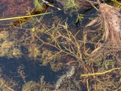 Potamogeton foliosus