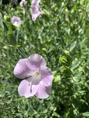 Barleria greenii