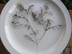 Potamogeton foliosus