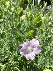 Barleria greenii