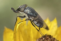 Stomorhina discolor