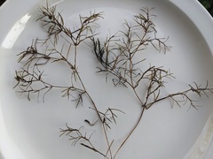 Potamogeton foliosus