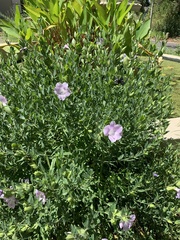 Barleria greenii