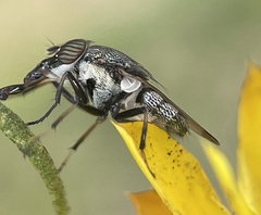 Stomorhina discolor
