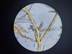 Potamogeton foliosus