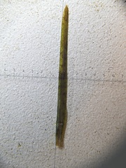 Potamogeton foliosus