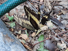 Papilio ornythion ornythion