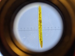 Potamogeton foliosus