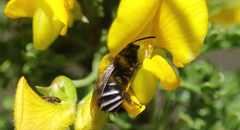 Alloscirtetica tristrigata