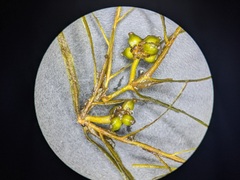 Potamogeton foliosus