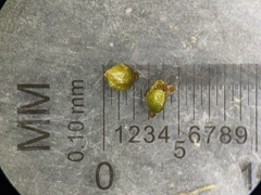 Potamogeton foliosus