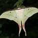 Indian Moon Moth - Photo (c) Dean Morley, some rights reserved (CC BY-ND)