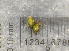 Potamogeton foliosus