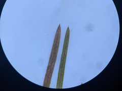 Potamogeton foliosus