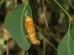 Fergusobia