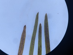 Potamogeton foliosus