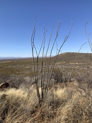 Fouquieria splendens