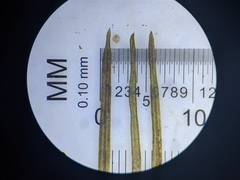 Potamogeton foliosus