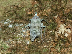 Enchophora sanguinea