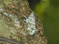 Enchophora sanguinea