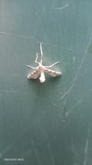 Leucinodes