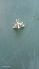 Leucinodes