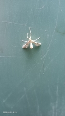 Leucinodes