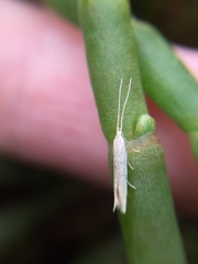 Coleophora versurella