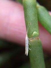 Coleophora versurella