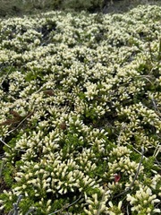 Baccharis magellanica
