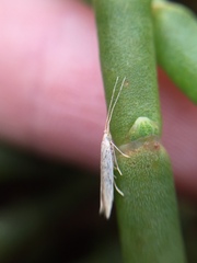 Coleophora versurella