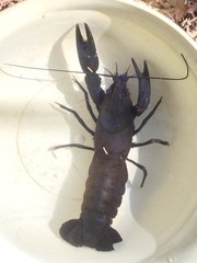 Samastacus spinifrons