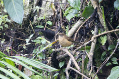 Turdus grayi