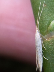 Coleophora versurella