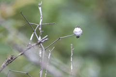 Saucerottia cyanocephala