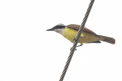 Pitangus sulphuratus