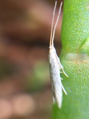 Coleophora versurella