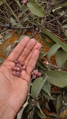 Sabicea brasiliensis