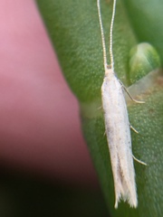 Coleophora versurella