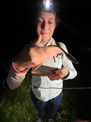 Oxybelis potosiensis