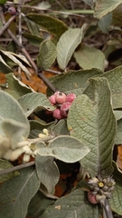 Sabicea brasiliensis