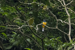 Trogon
