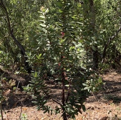 Arctostaphylos regismontana