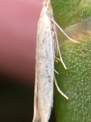 Coleophora versurella