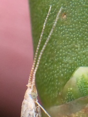 Coleophora versurella