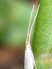 Coleophora versurella
