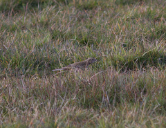 Anthus pratensis