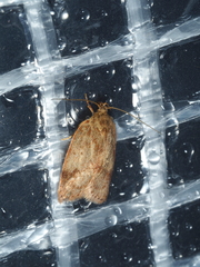 Oligoloba severa